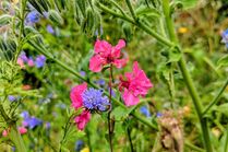 Wilde Blumen in Meißen