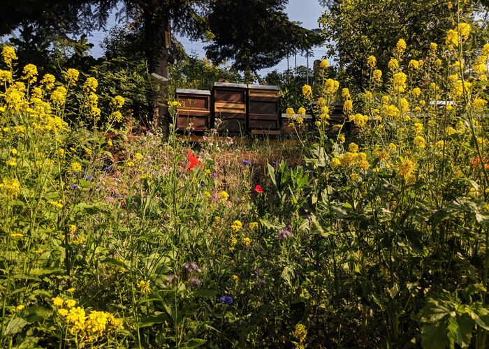 Bienenstöcke in Wildblumenwiese